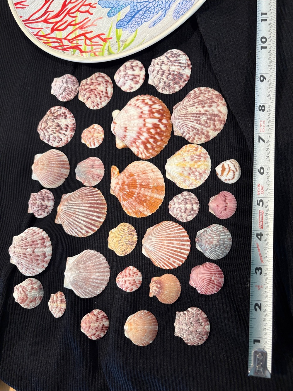 SEASHELLS ~ Real Natural Atlantic Scallop Shell Lot of 35 Set in Pink Orange